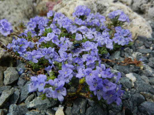 Veronica caespitosa