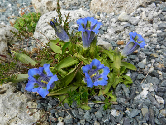 Gentiana acaulis 