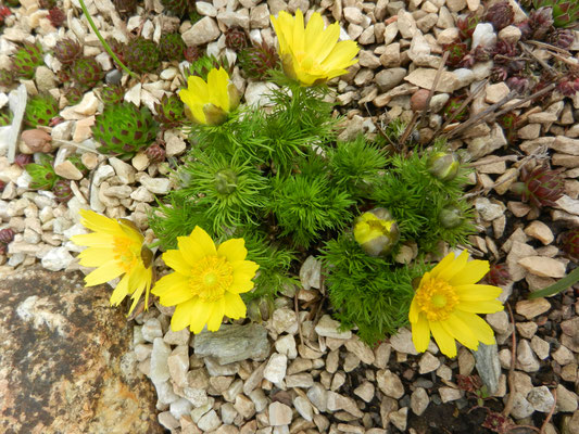 Adonis vernalis