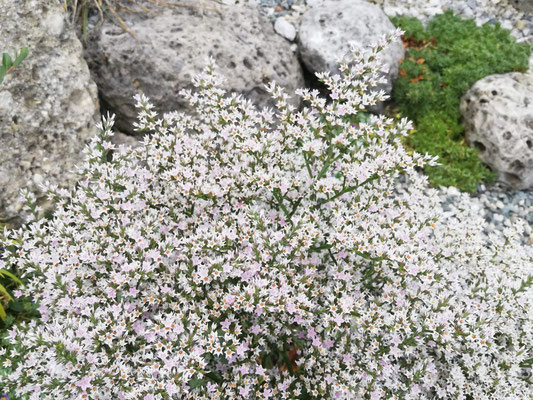 Limonium collinum Strandflieder