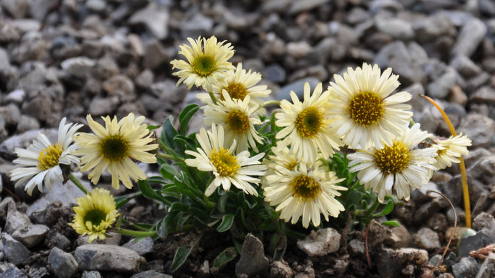 Erigeron canary bird  