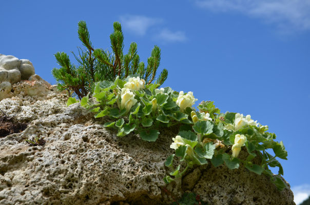 Asarina procumbens