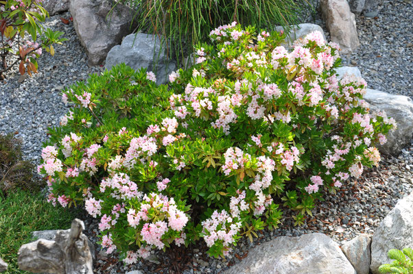 Boombux Rhododendron