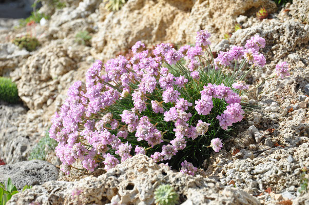 Armeria caespitosa