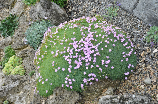 Dianthus erinaceus 