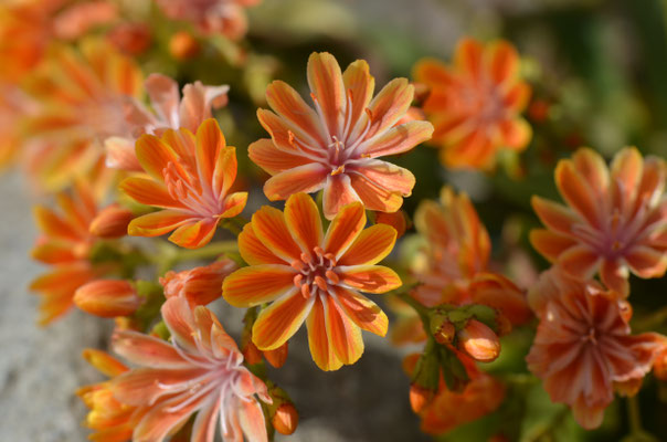 Lewisia Cotyledon