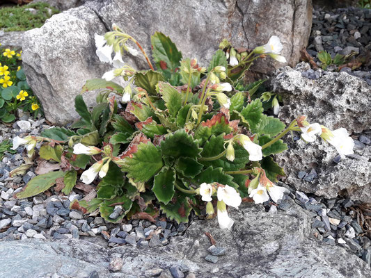 Haberlea Rhodpensis