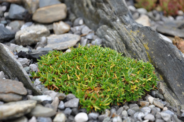 Minuartia parnassica