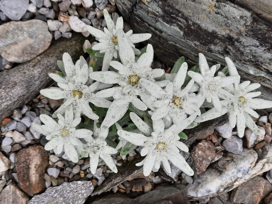 Leontopodium