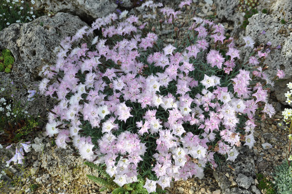 Dianthus sternbergii collinus