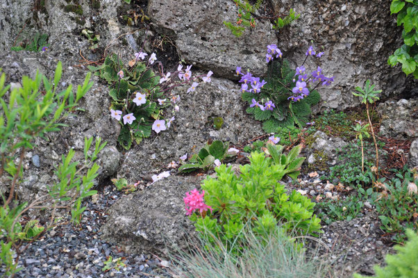 Ramonda myconii