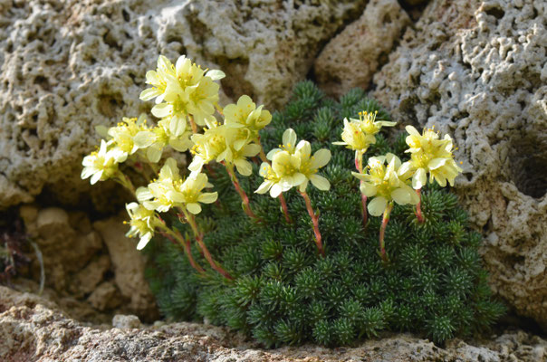 Saxifraga elisabethae