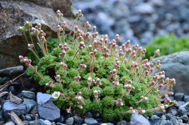 Saxifraga Pubescens ssp iratiana