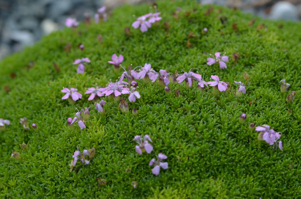 Silene acaulis 