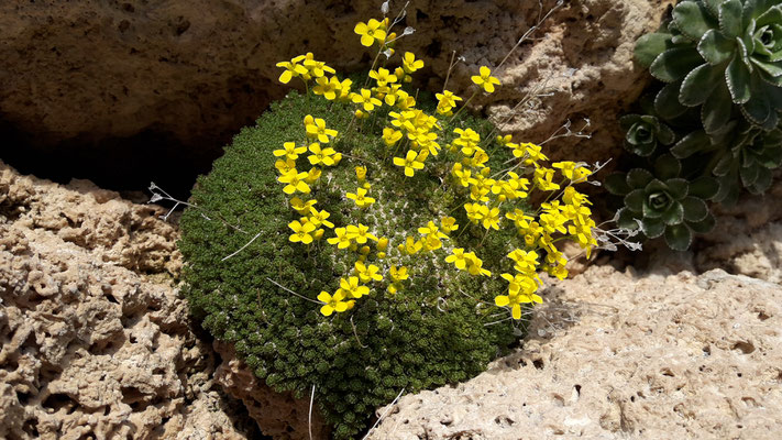 Draba bryoides   