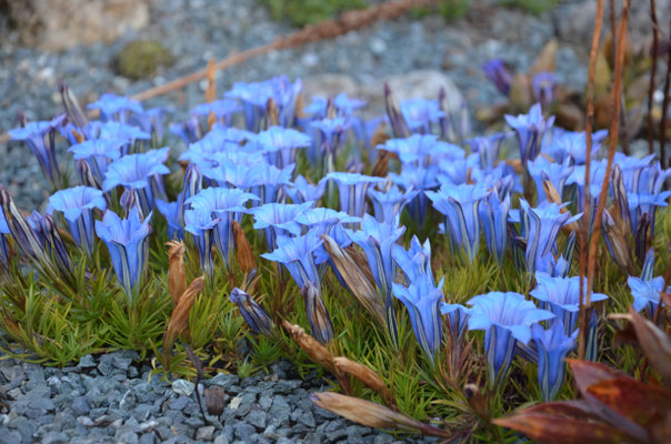 Gentiana sino ornata