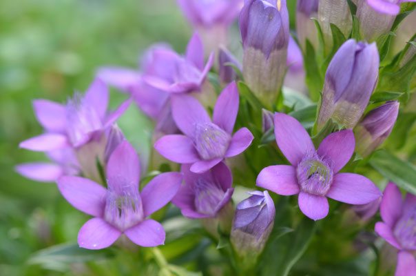 Gentianella  germanica