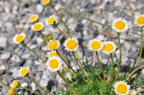 erigeron compositu