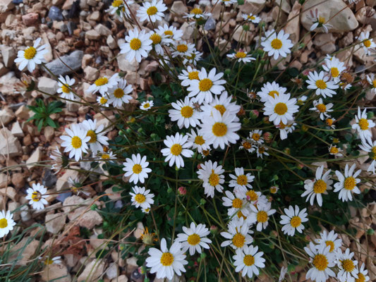 Bellium bellidioide
