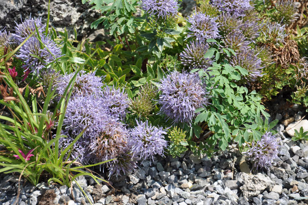 Trachelium jacquinii