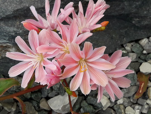 Lewisia