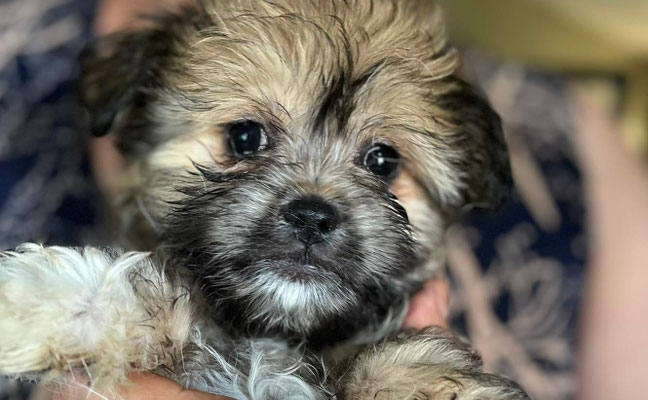 img12