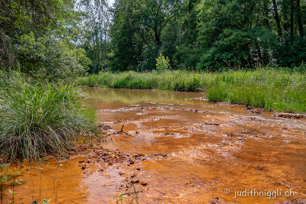 die Spree - einmal rein und klar - einmal vom Ocker braun gefärbt. Durch das Absenken des Grundwasserspiegels für den Braunkohleabbau, oxidiert das Eisen im Boden und wird ausgeschwemmt. 