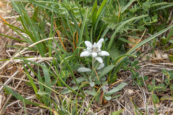 Edelweiss