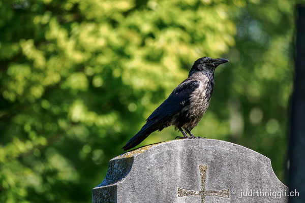 Nebelkrähe Meidlinger Friedhof