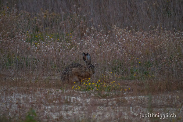 Feldhase, die Wildtiere erobern sich ihre Natur zurück. 