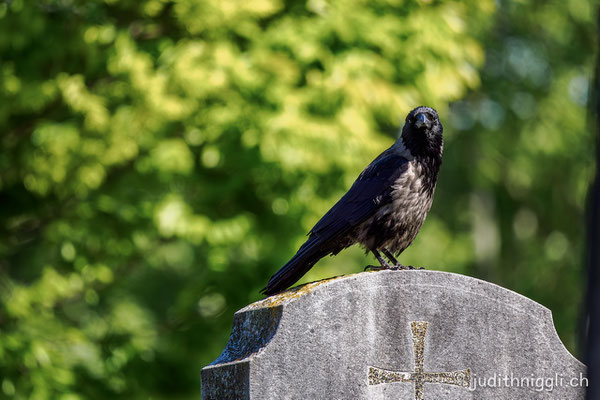 Nebelkrähe Meidlinger Friedhof
