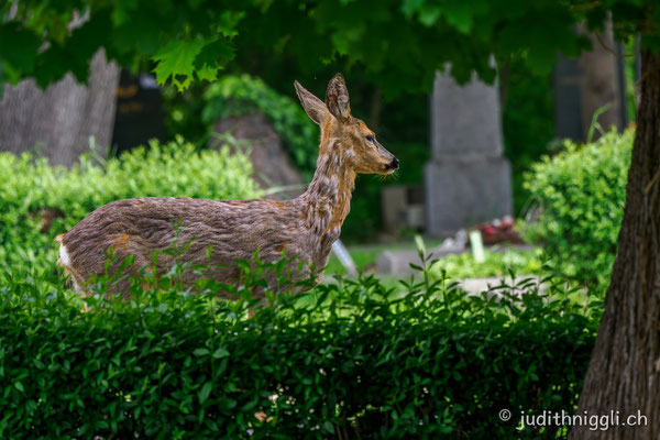 Reh Zentralfriedhof
