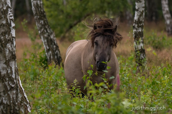 die Konik's leben halbwild im Daubaner Wald , zwischen Wölfen und Wildschweinen