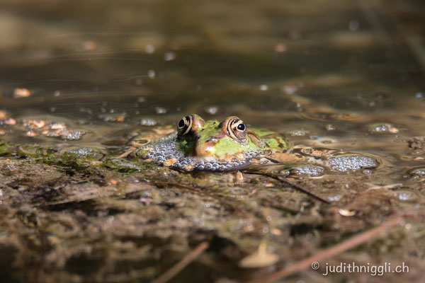 Teichfrosch