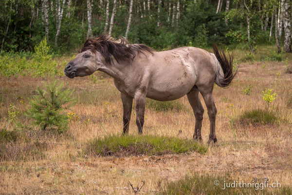 die Konik's leben halbwild im Daubaner Wald , zwischen Wölfen und Wildschweinen