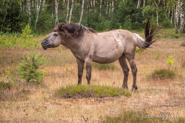 die Konik's leben halbwild im Daubaner Wald , zwischen Wölfen und Wildschweinen