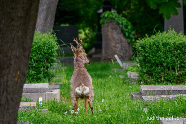 Reh Zentralfriedhof