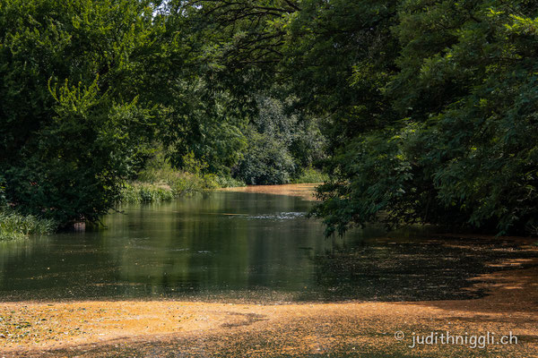 die Spree - einmal rein und klar - einmal vom Ocker braun gefärbt. Durch das Absenken des Grundwasserspiegels für den Braunkohleabbau, oxidiert das Eisen im Boden und wird ausgeschwemmt. 