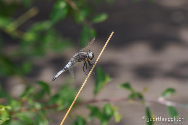 Grosslibelle Spitzenfleck