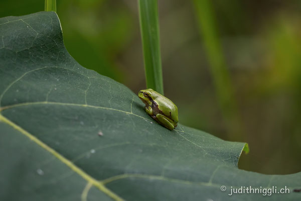 Der Laubfrosch ist die einzige heimische Froschart, die klettern kann