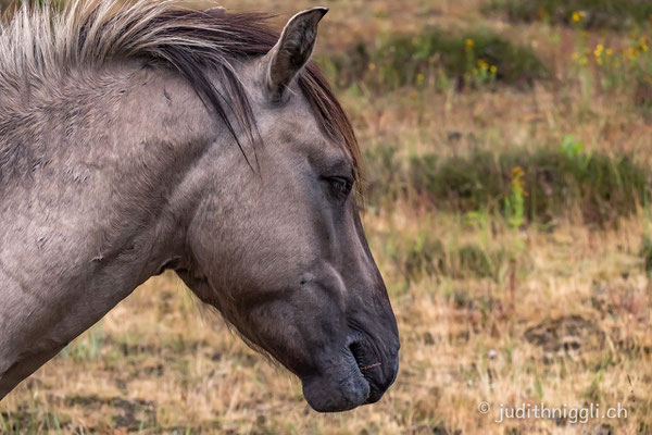 die Konik's leben halbwild im Daubaner Wald , zwischen Wölfen und Wildschweinen