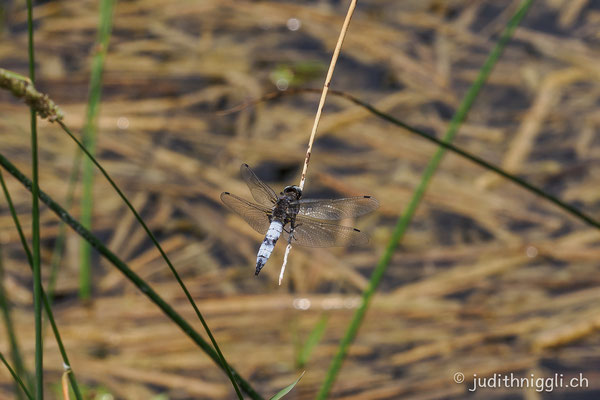 Grosslibelle Spitzenfleck