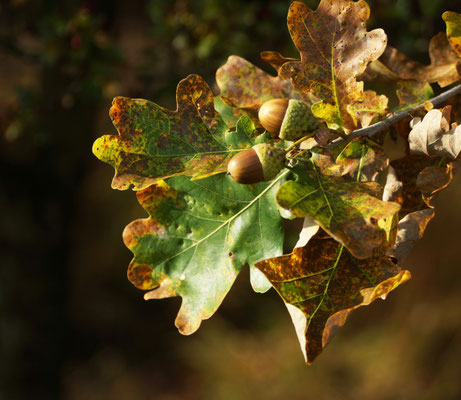 Herbstfrüchte