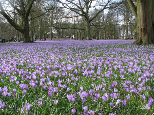 Schloßpark - Husum