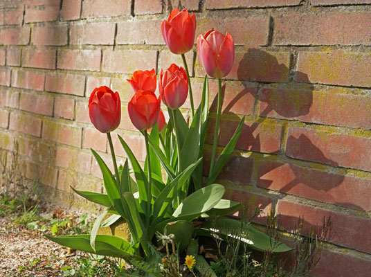 Mauerblümchen