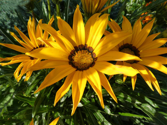Margeriten