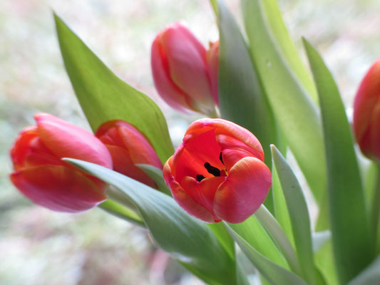 Frühlingserwachen
