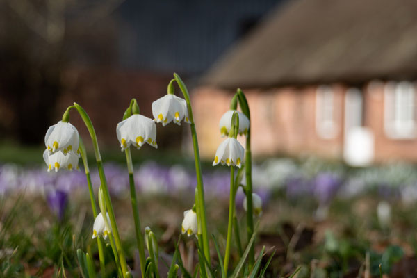 Frühlingsboten - Drelsdorf Nordfriesland
