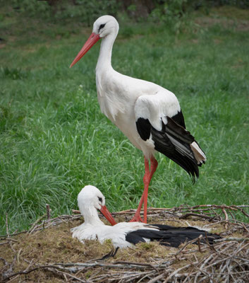 Weißstörche - Wildpark Eekholt