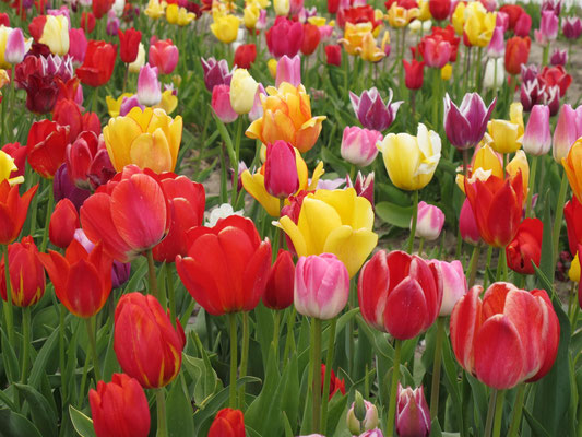 Tulpenblüte
